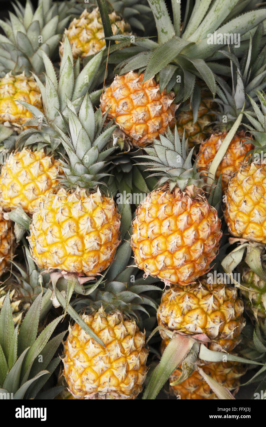 Fruit , Pineapple Ananas comosus Stock Photo