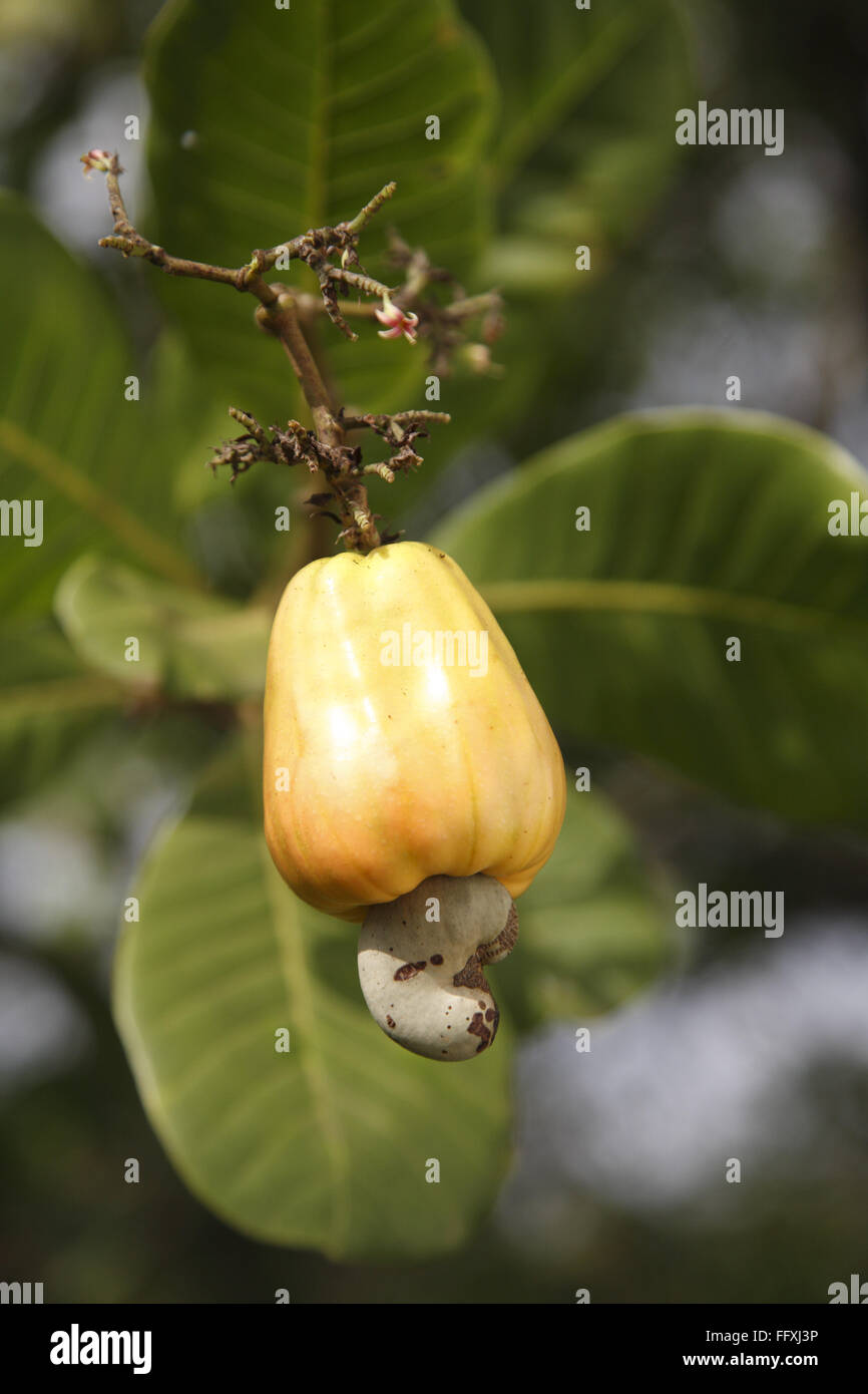 Cashew plantation hires stock photography and images Alamy
