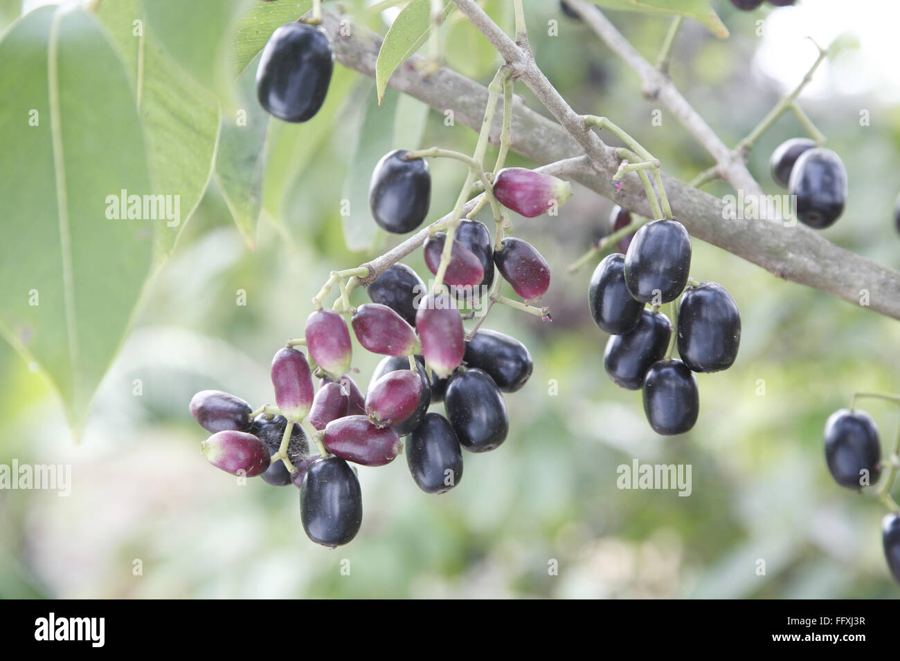 Jambul Jamun or Jamblang Syzygium cumini on branch of tree - ang 207532 Stock Photo