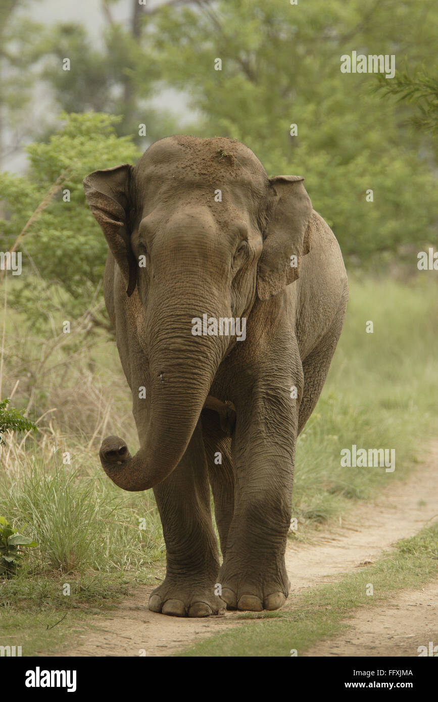 Asiatic Elephant Elephas maximus in  Corbett Tiger Reserve , Uttaranchal , India Stock Photo