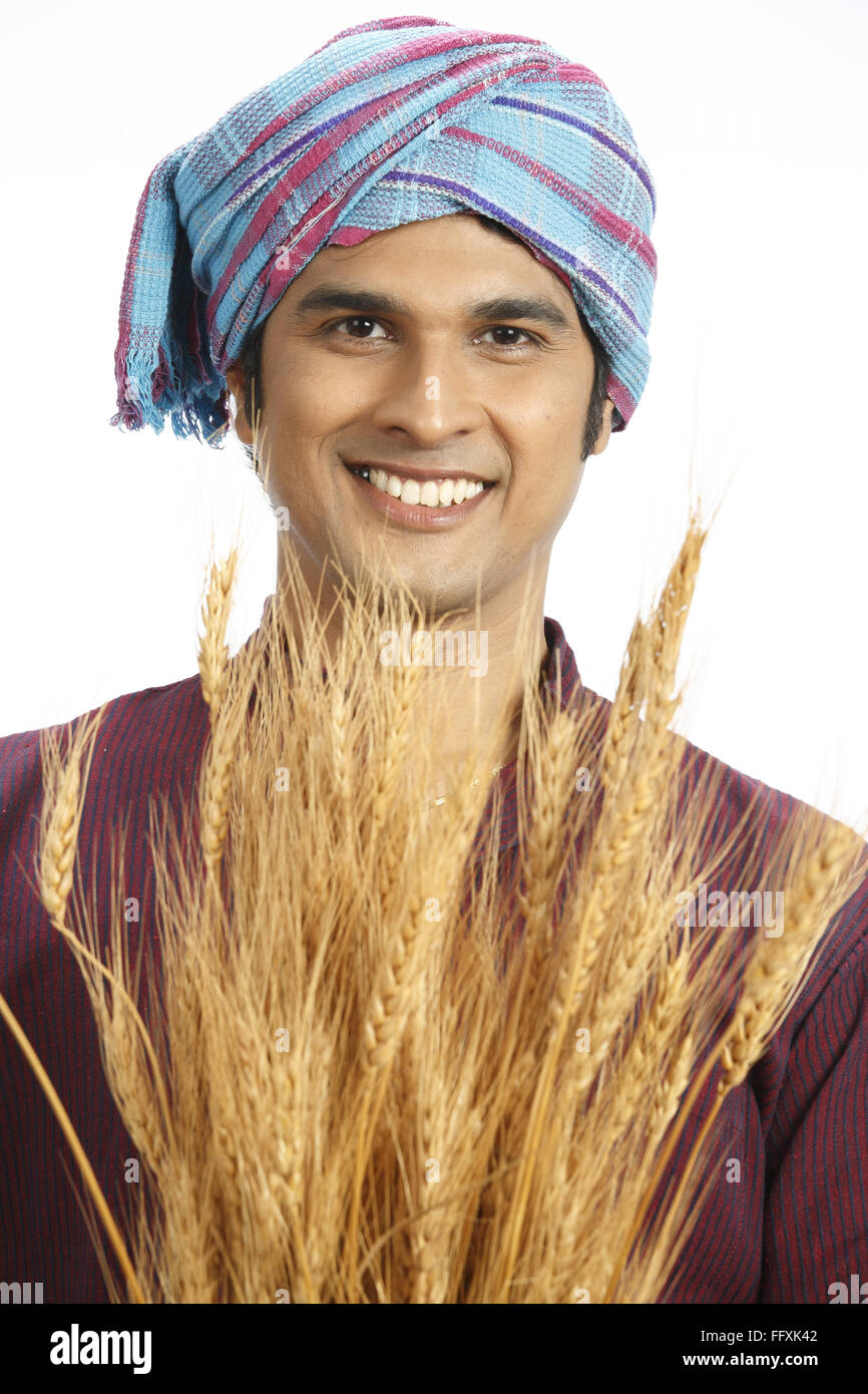 Rich Indian farmer holding harvested golden wheat crops gamcha tied on head MR#743A Stock Photo