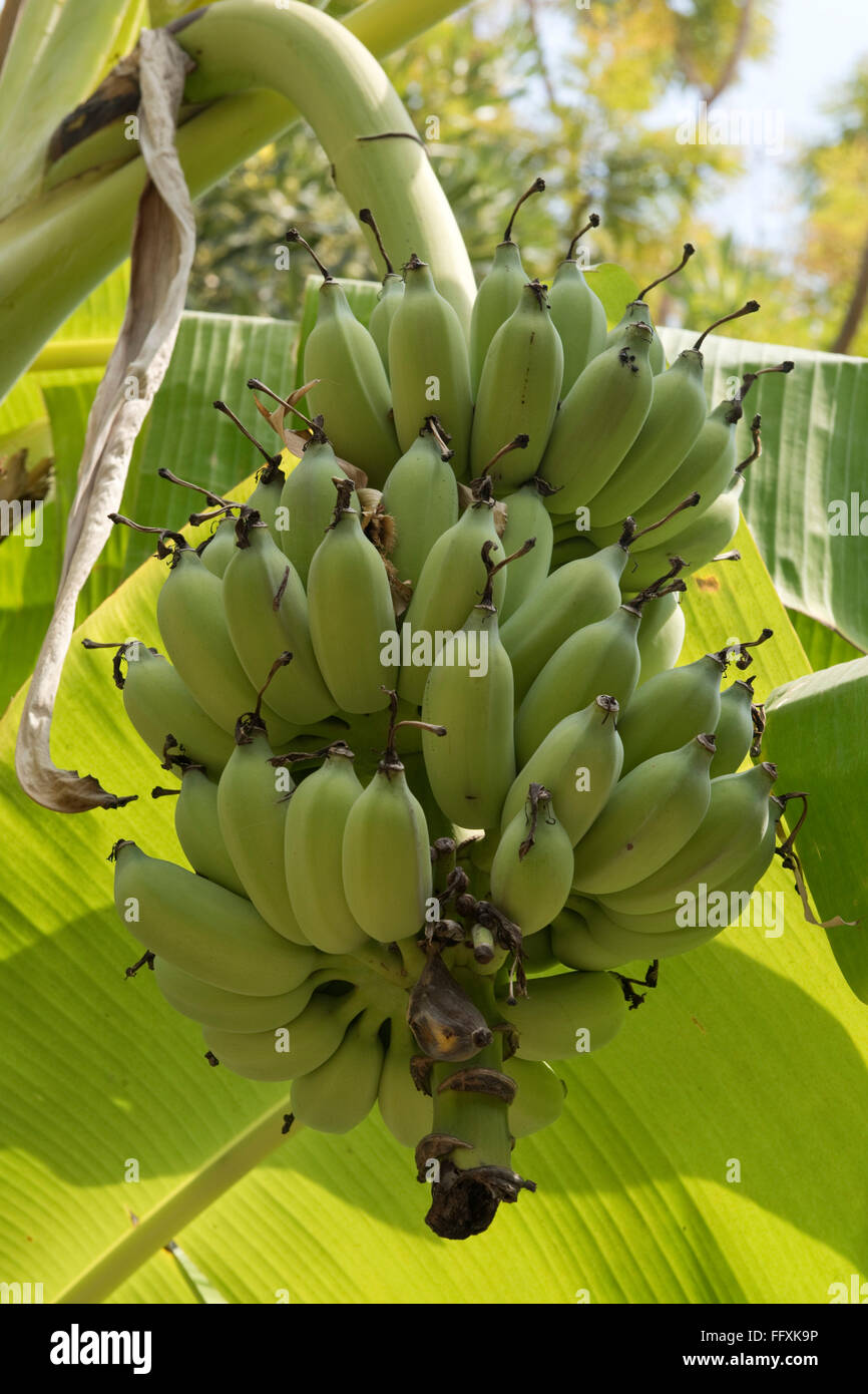 Lady-finger or sugar bananas, Musa acuminata, green fruits on the plant, Bangkok, Thailand Stock Photo