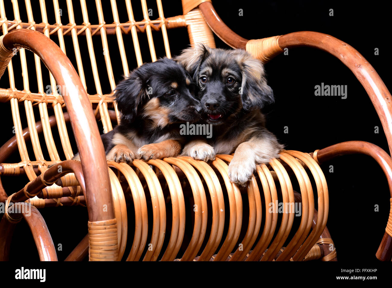 Cute dog relaxing on chair hi-res stock photography and images - Alamy