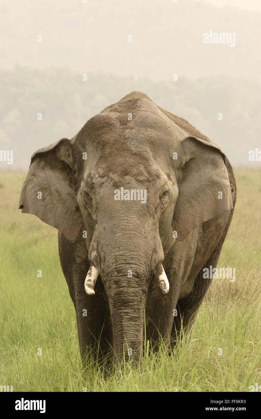 Asiatic Elephant tusker covered in mud Elephas maximus, Corbett Tiger Reserve , Uttaranchal