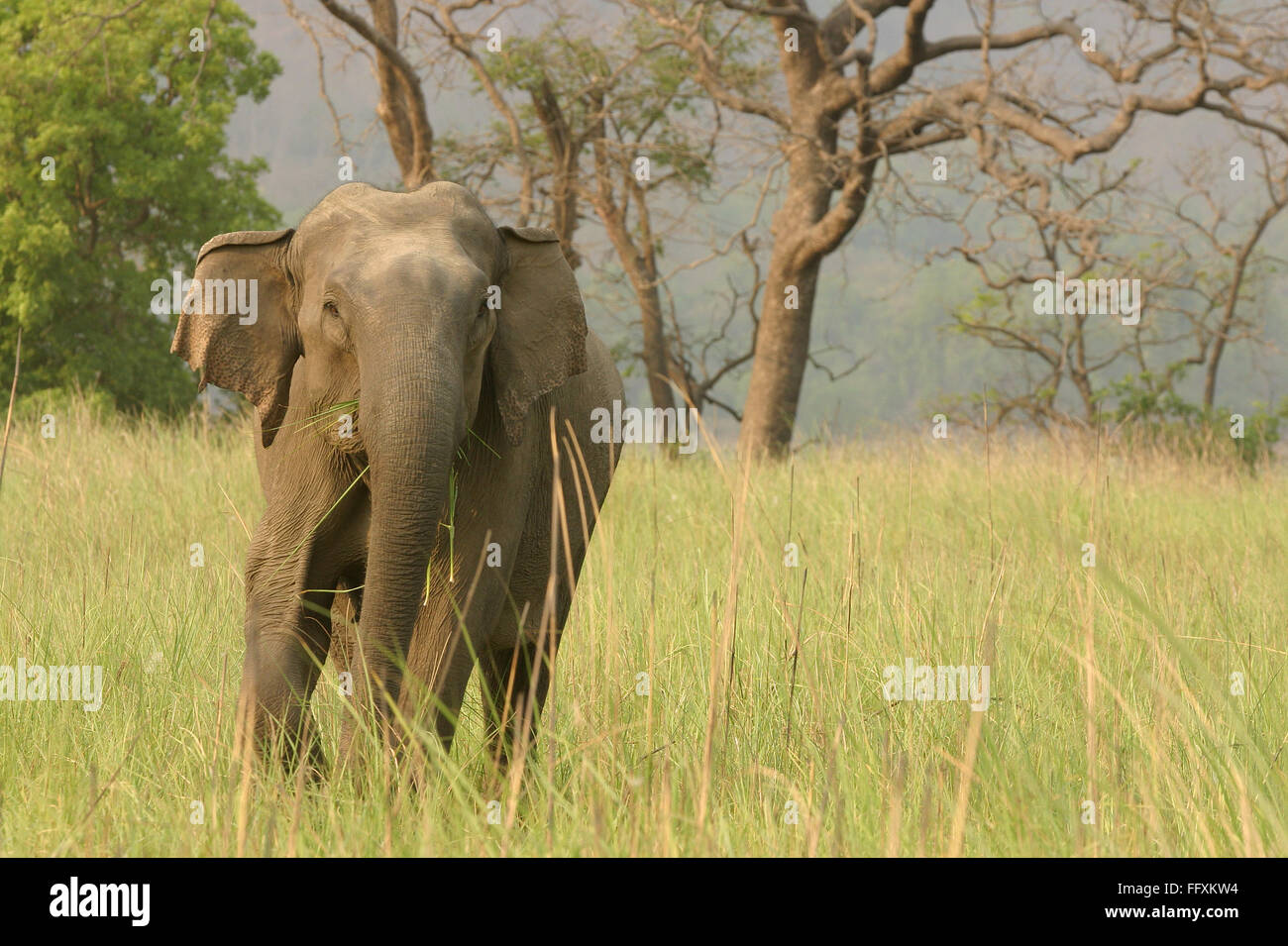 Asiatic Elephant Elephas maximus , Corbett Tiger Reserve , Uttaranchal , India Stock Photo