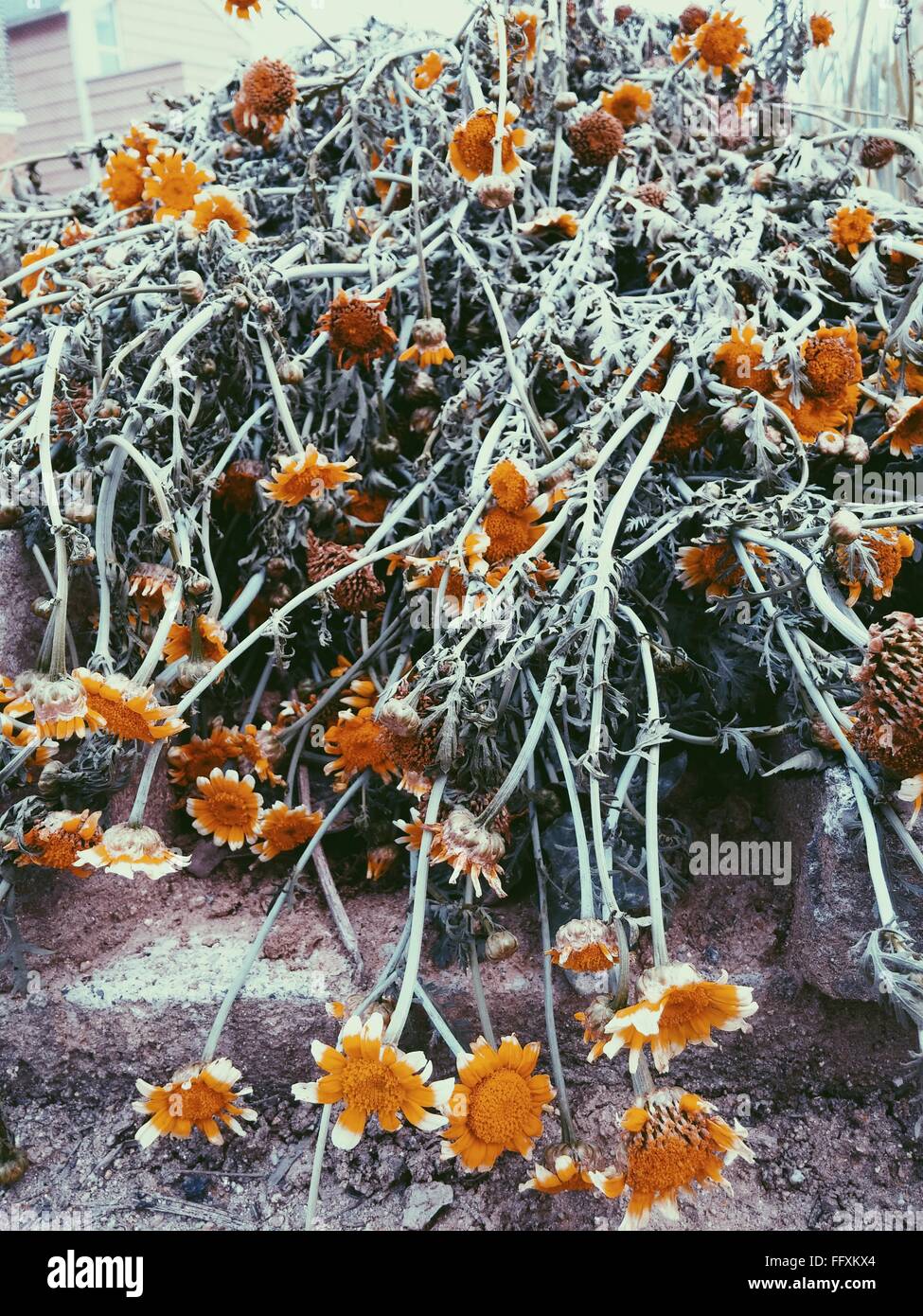CloseUp Of Dry Daisy Flowers Stock Photo Alamy