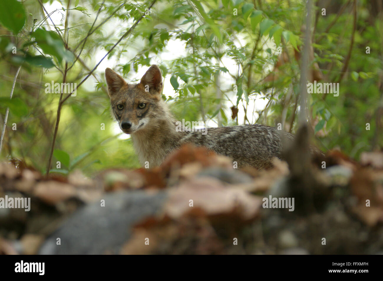 Golden Jackal Canis aureus , Corbett Tiger Reserve , Uttaranchal , India Stock Photo