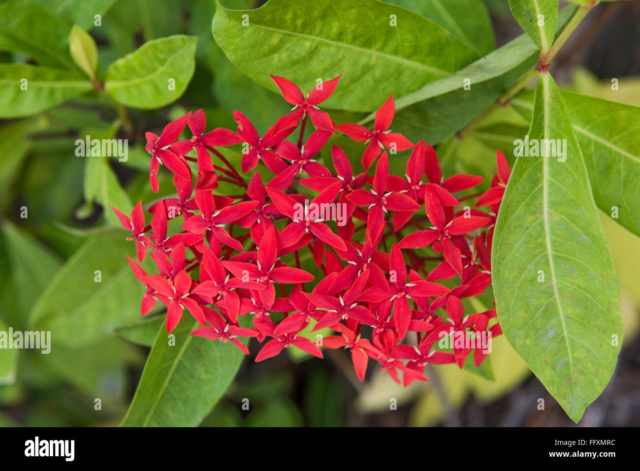 Flame of the woods, jungle geranium, jungle flame, Ixora coccinea, flower red ornamental plant, Bangkok Stock Photo
