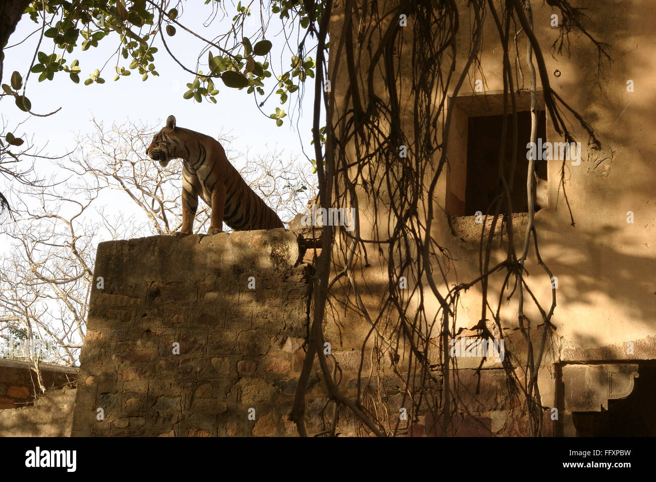 Machali Tigress Panthera tigris on wall of lake area of Ranthambore Tiger Reserve National Park Sawai Madhopur Rajasthan India Asia Stock Photo