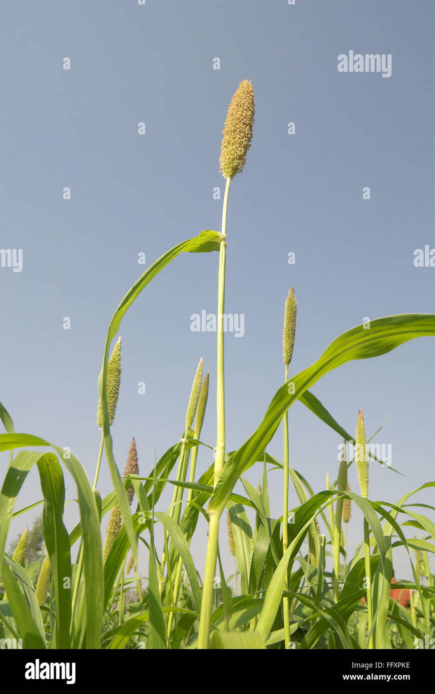 Cattail millet hires stock photography and images Alamy