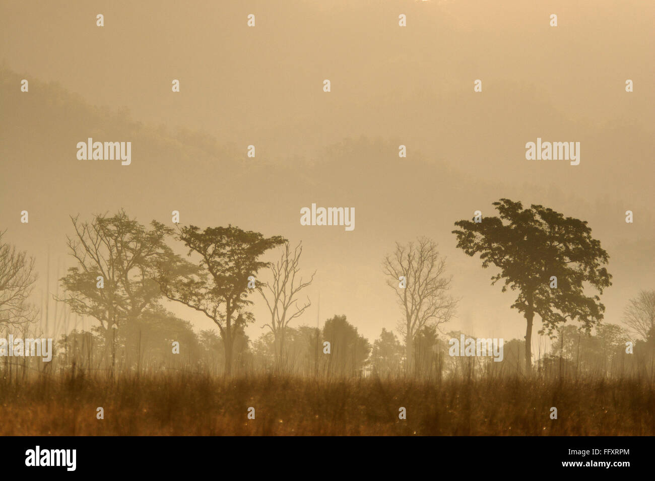 Dhikala grassland in the mist , Corbett Tiger Reserve in Uttaranchal , India Stock Photo