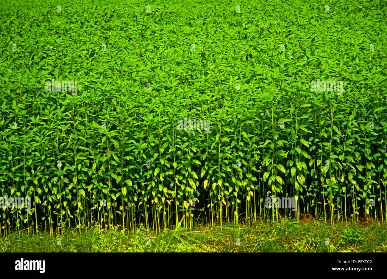 Jute plant, tossa jute, Corchorus olitorius, Jew's mallow, bush okra, nalta jute, jute mallow, Mayapur, West Bengal, India Stock Photo
