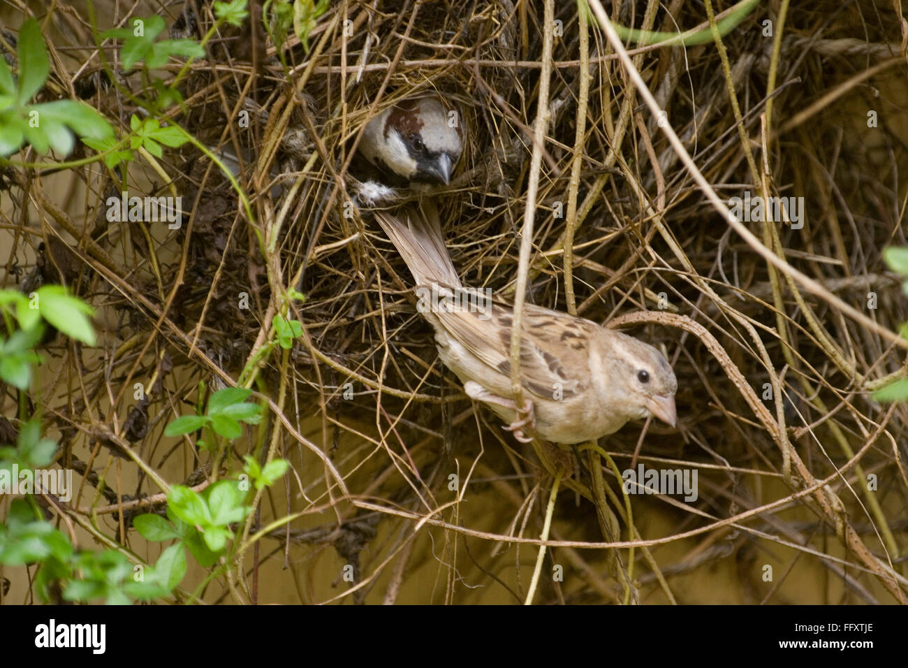 House sparrow nest hires stock photography and images Alamy