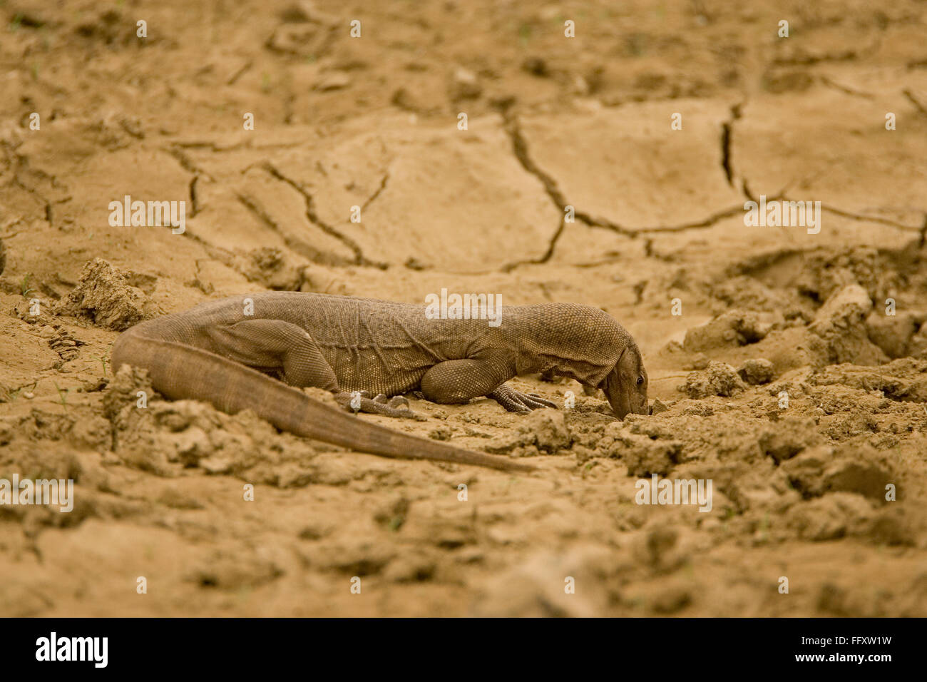 Indian monitor lizard big lizard hires stock photography and images