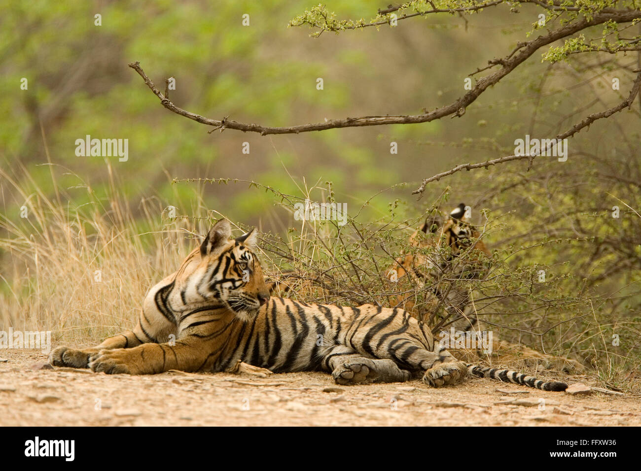 Tigers Panthera Tigris  Bengal tiger in Ranthambore Tiger reserve national park , Rajasthan , India Stock Photo