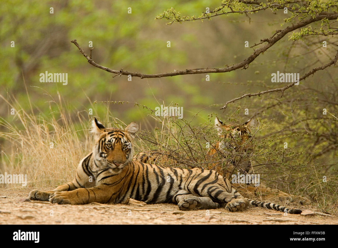 Tigers Panthera Tigris Bengal Tiger In Ranthambore Tiger Reserve ...