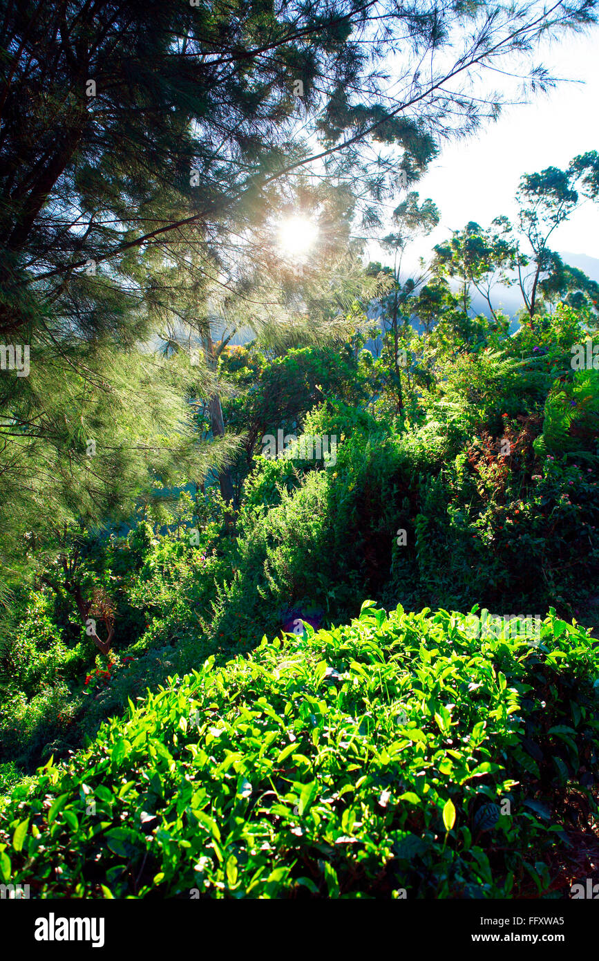 Tea farm ; Munnar ; Kerala ; India Stock Photo Alamy
