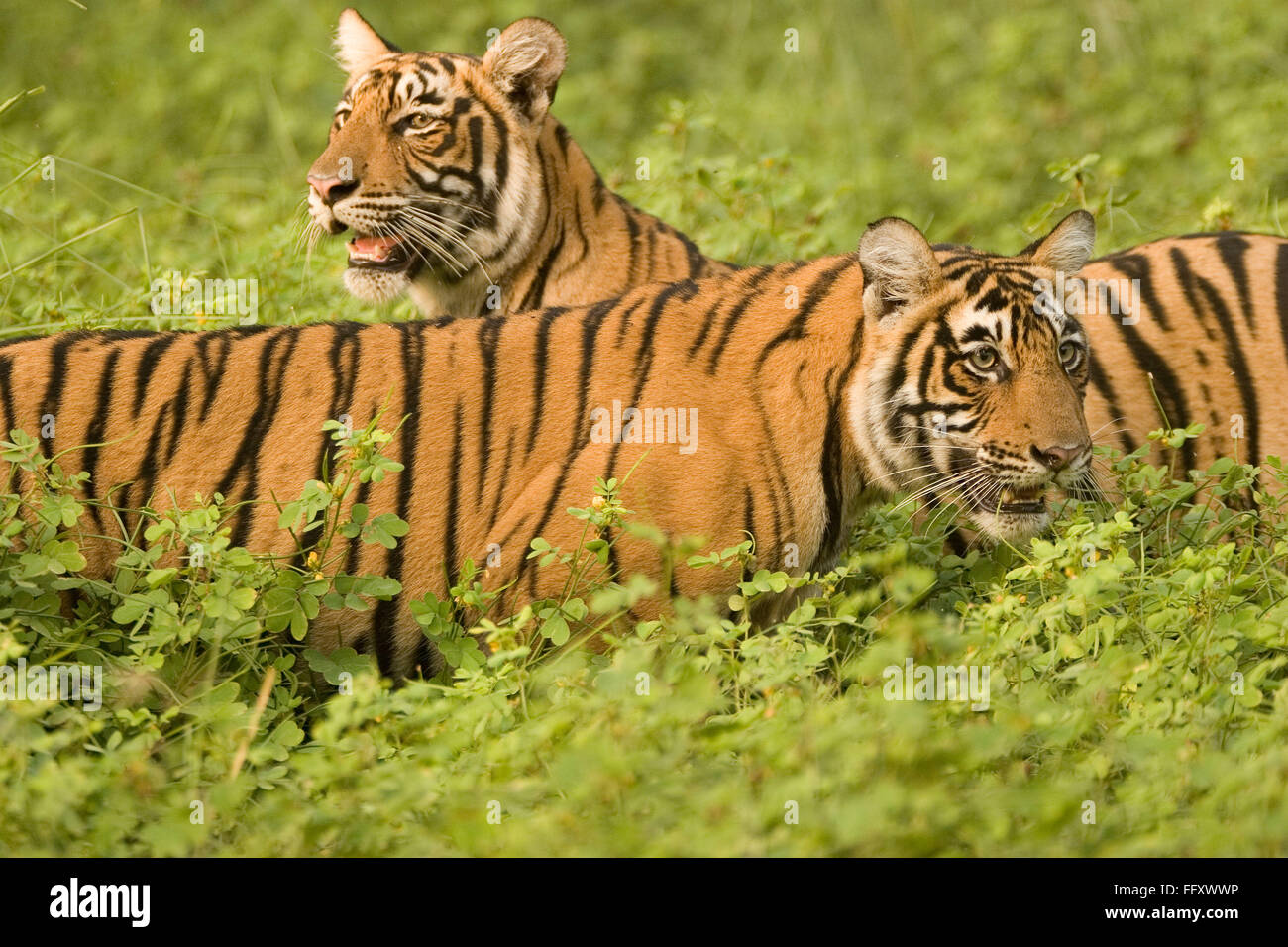 Tigers Panthera tigris , Ranthambore tiger reserve , Rajasthan , India Stock Photo
