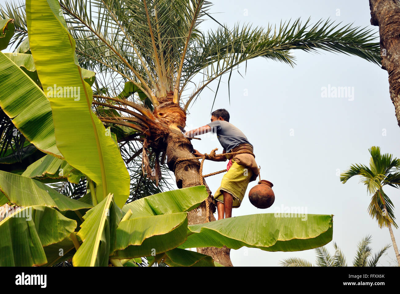 Collecting sate juice for making sweet Stock Photo