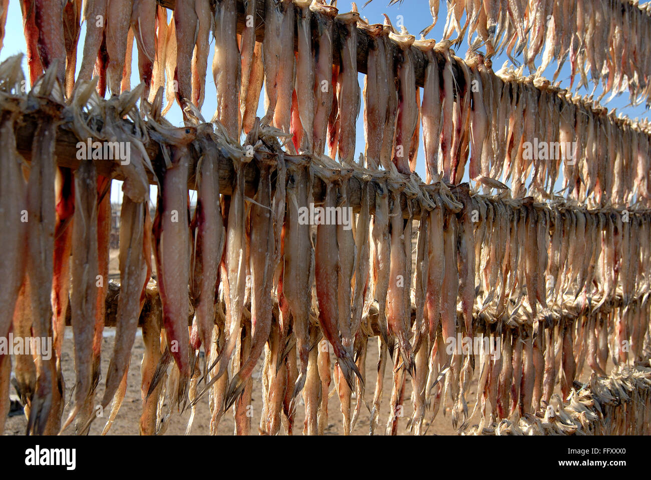 Dried fish , Kutch , Gujarat , India Stock Photo Alamy