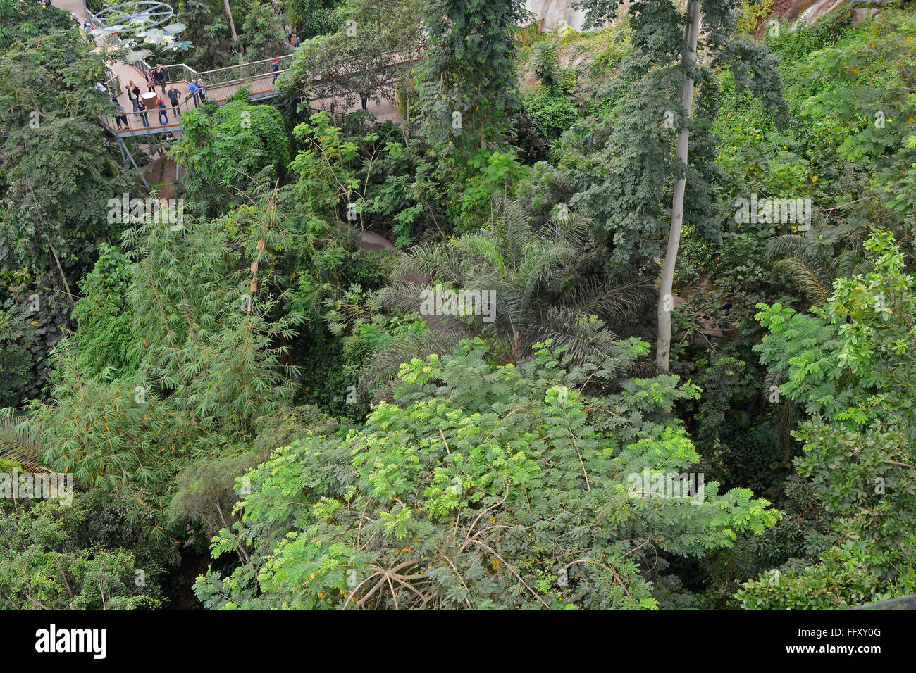 Inside the Eden Project Tropical Forest BioDome. Birds eye view looking down with people on paths Stock Photo