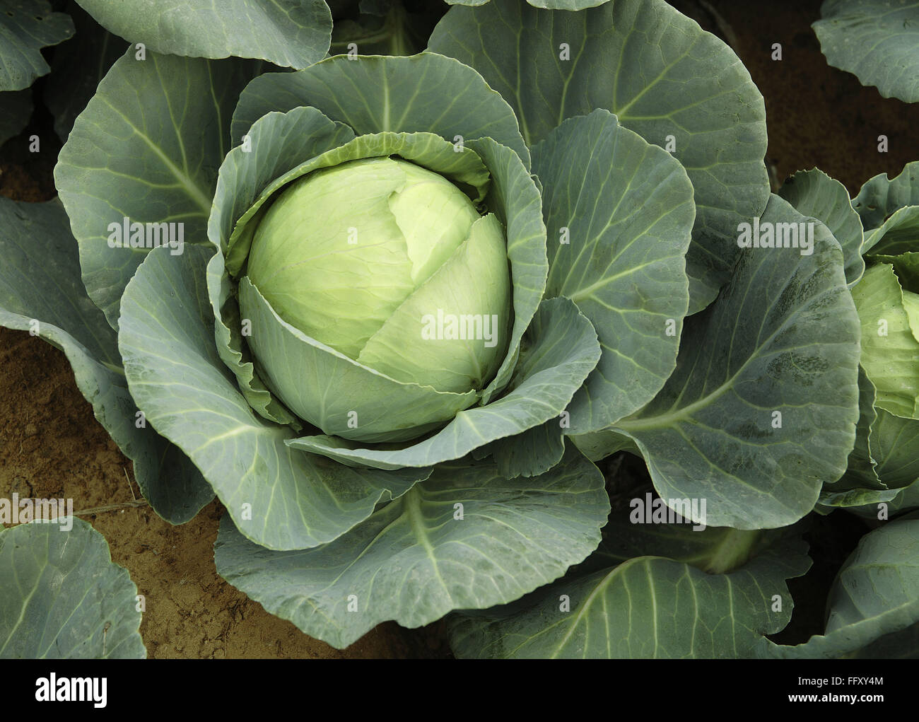 Vegetable, cabbage is one of the oldest vegetables used by the ancient Greeks and Romans , India Stock Photo