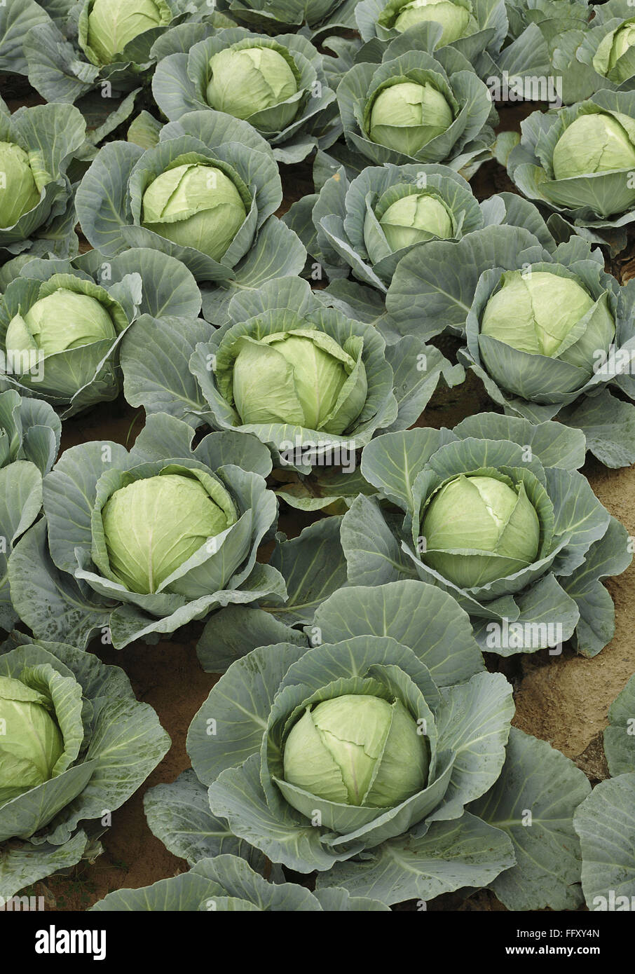 Vegetable, cabbage is one of the oldest vegetables used by the ancient Greeks and Romans , India Stock Photo