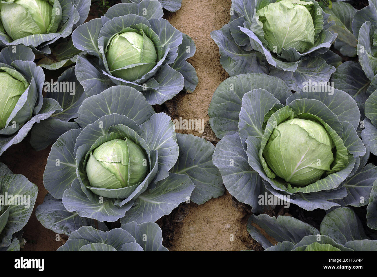 Vegetable, cabbage is one of the oldest vegetables used by the ancient Greeks and Romans , India Stock Photo