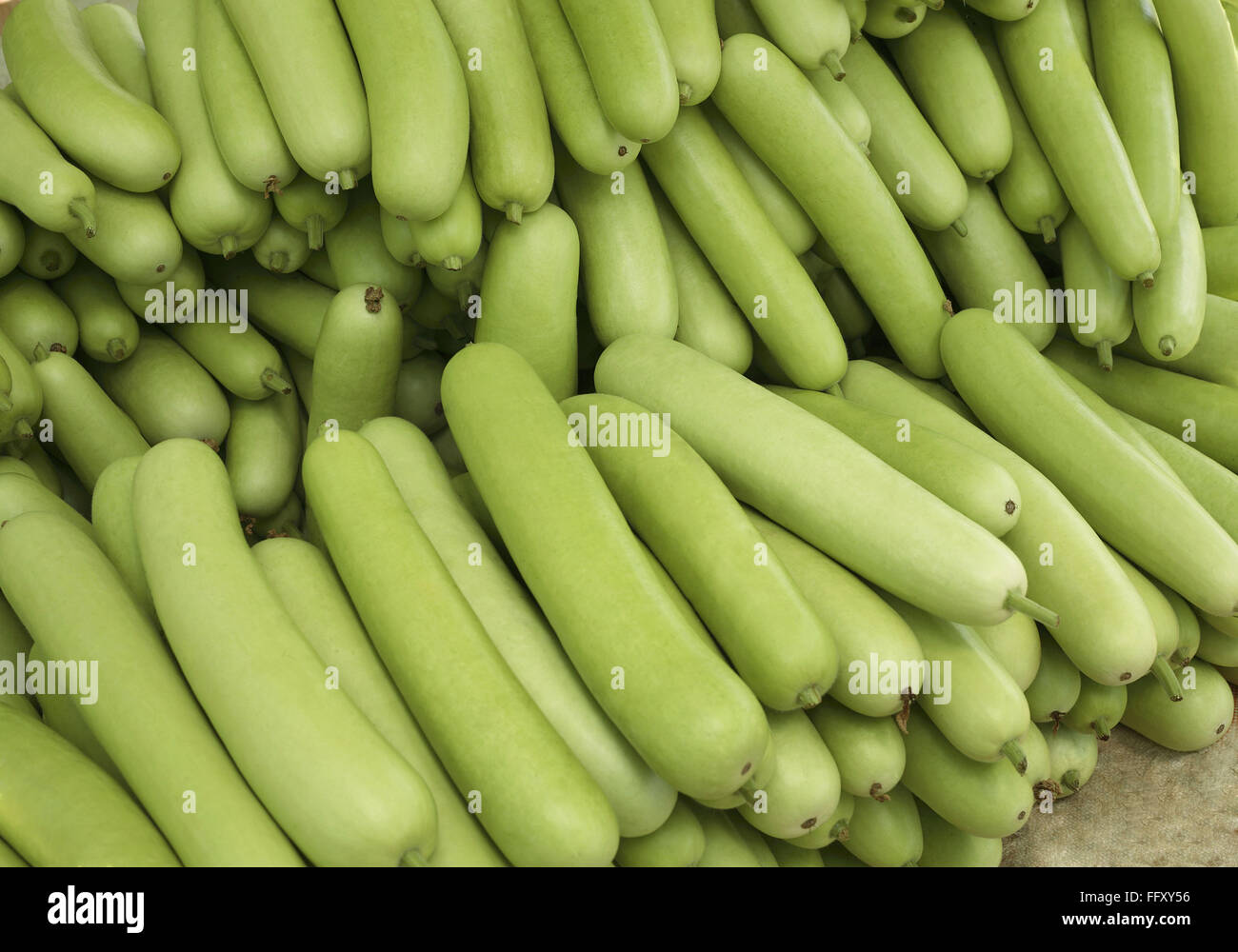 Vegetable , bottle guard , India Stock Photo