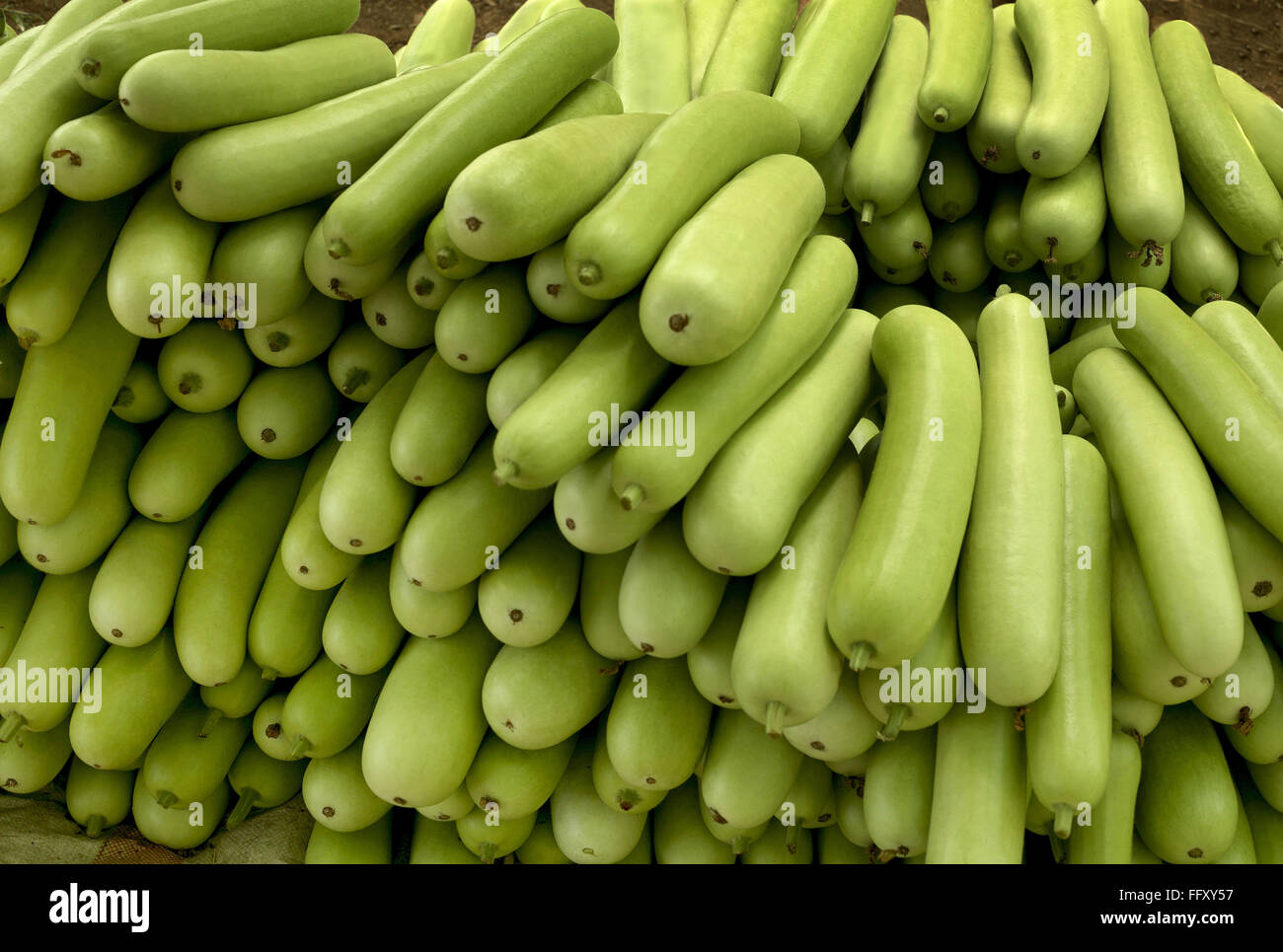 Vegetable , bottle guard , India Stock Photo