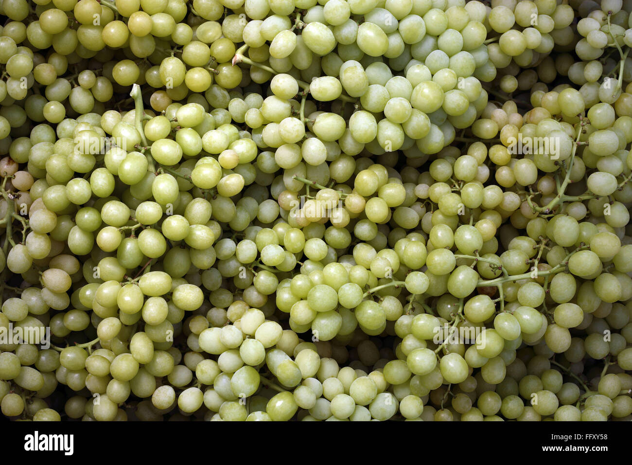 Grapes or draksh eat as dry fruits and fresh fruits have medicinal