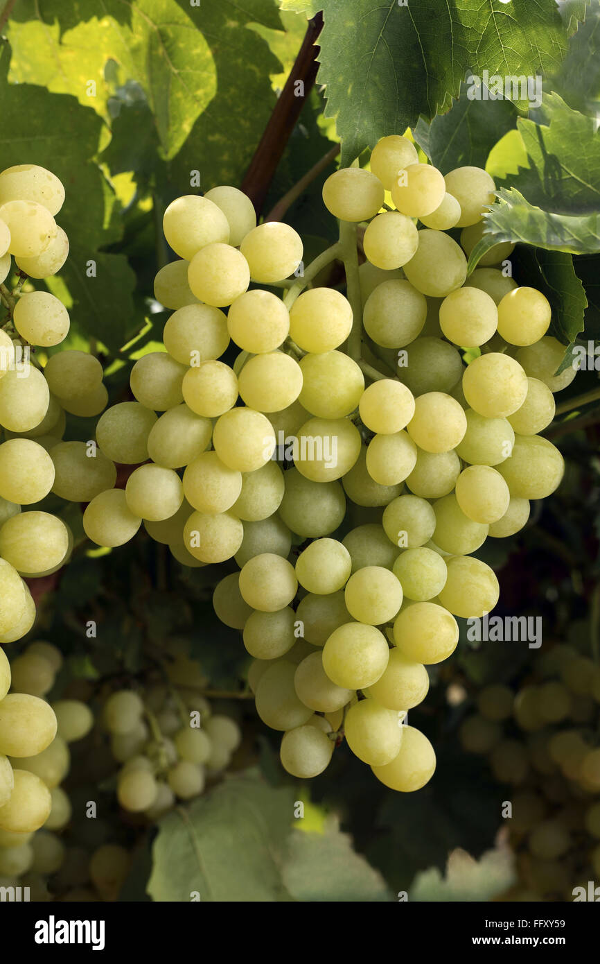 Grapes or draksh eat as dry fruits and fresh fruits have medicinal