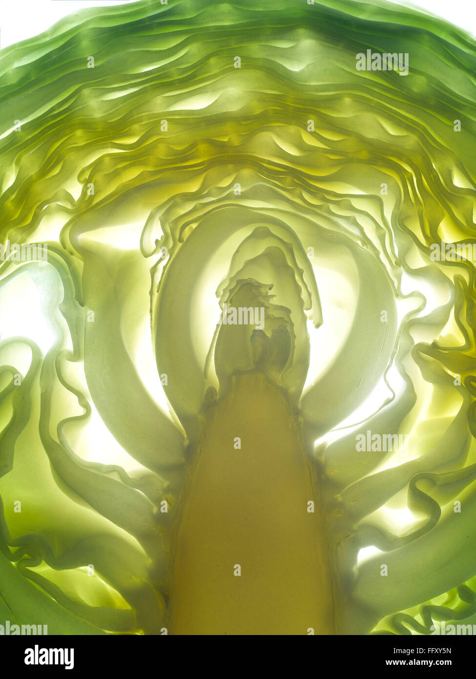 Vegetable cabbage is one of the oldest vegetable used by the ancient