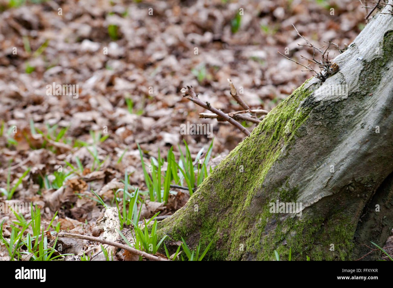 Leaves leafy forest floor hi-res stock photography and images - Alamy
