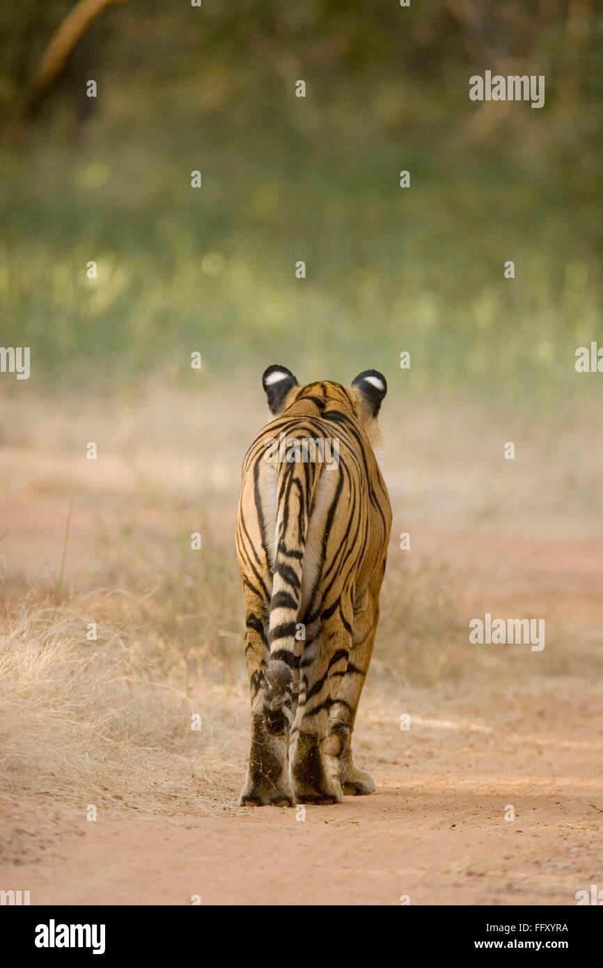 Backview of Tiger Panthera Tigris walking in Ranthambore National Park , Rajasthan , India Stock Photo