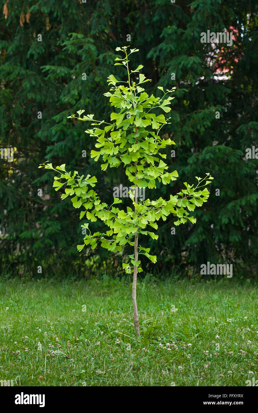 small ginkgo  tree in the park Stock Photo
