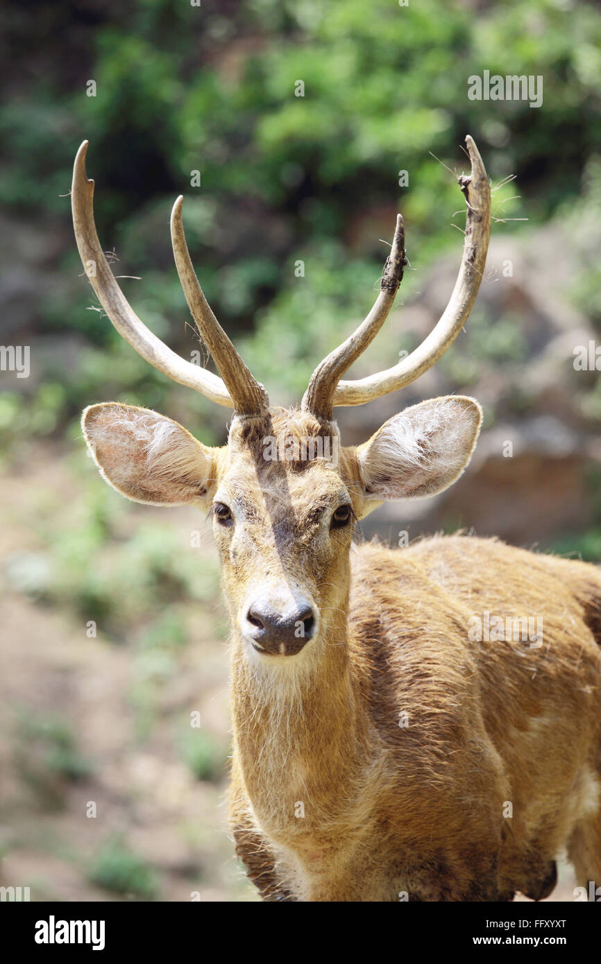 Brow Antler Deer Eld's Deer Cervus Eldi in background in Guwahati zoo