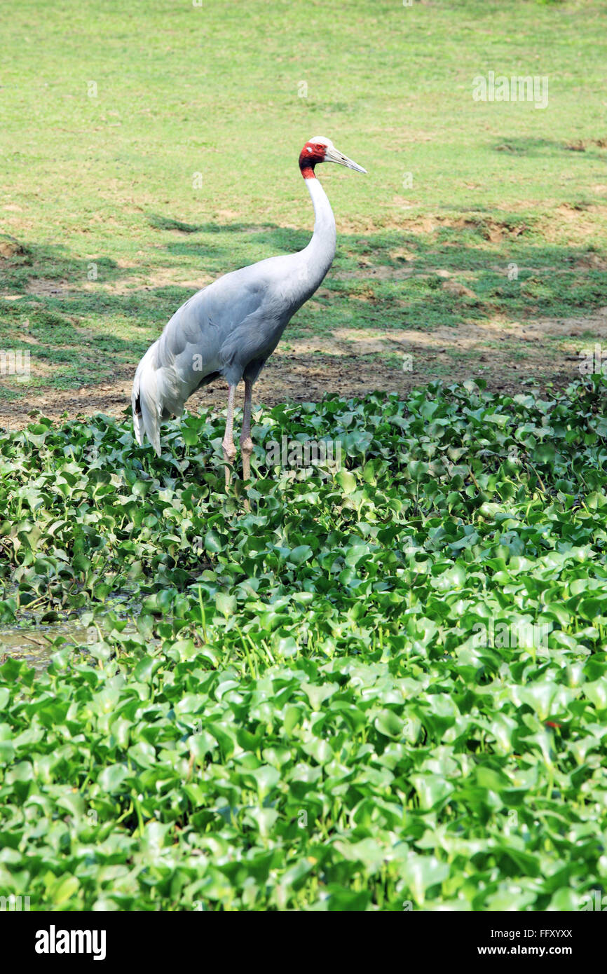 Water bird , Sarus Crane Grus antigone in Guwahati zoo , Assam , India Stock Photo