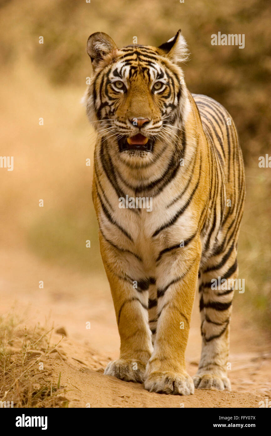 Tiger Panthera Tigris in Ranthambore National Park , Rajasthan , India Stock Photo