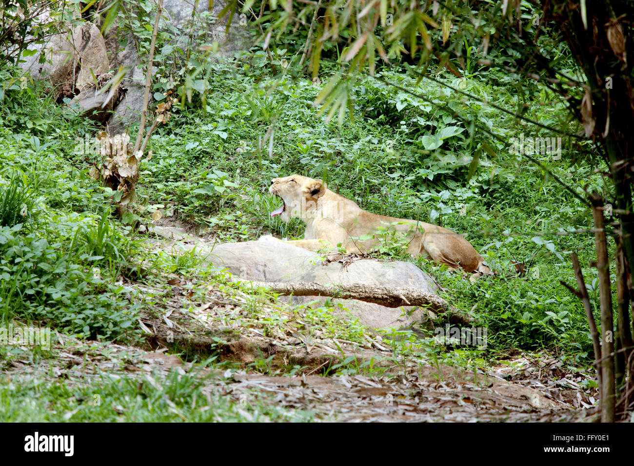 Lioness Panthera Leo yawning in Guwahati zoo , Assam, India Stock Photo