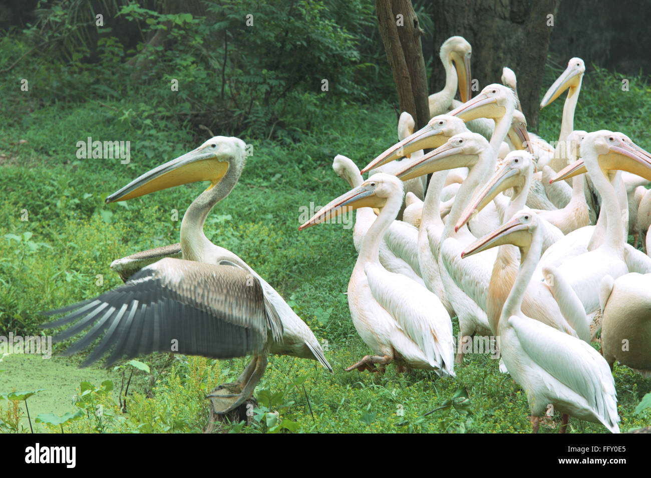 Water birds , flock of white Pelicans Pelecanidae Pelecanus onocrotalus near pond in Guwahati zoo , Assam, India Stock Photo