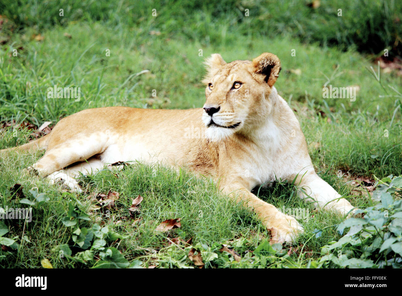 Lioness Panthera Leo staring in Guwahati zoo , Assam, India Stock Photo