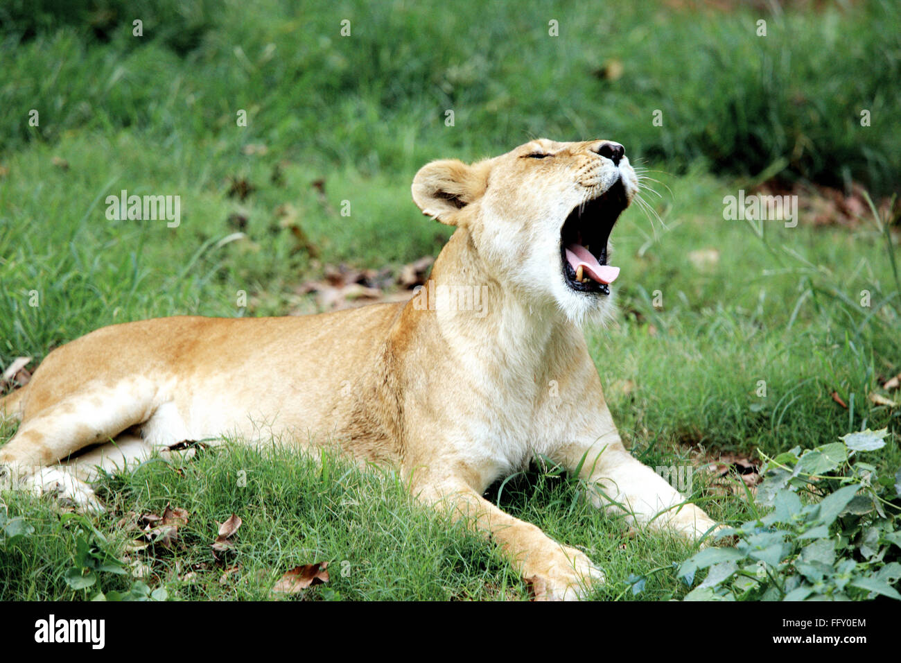 Lioness Panthera Leo yawning in Guwahati zoo , Assam, India Stock Photo