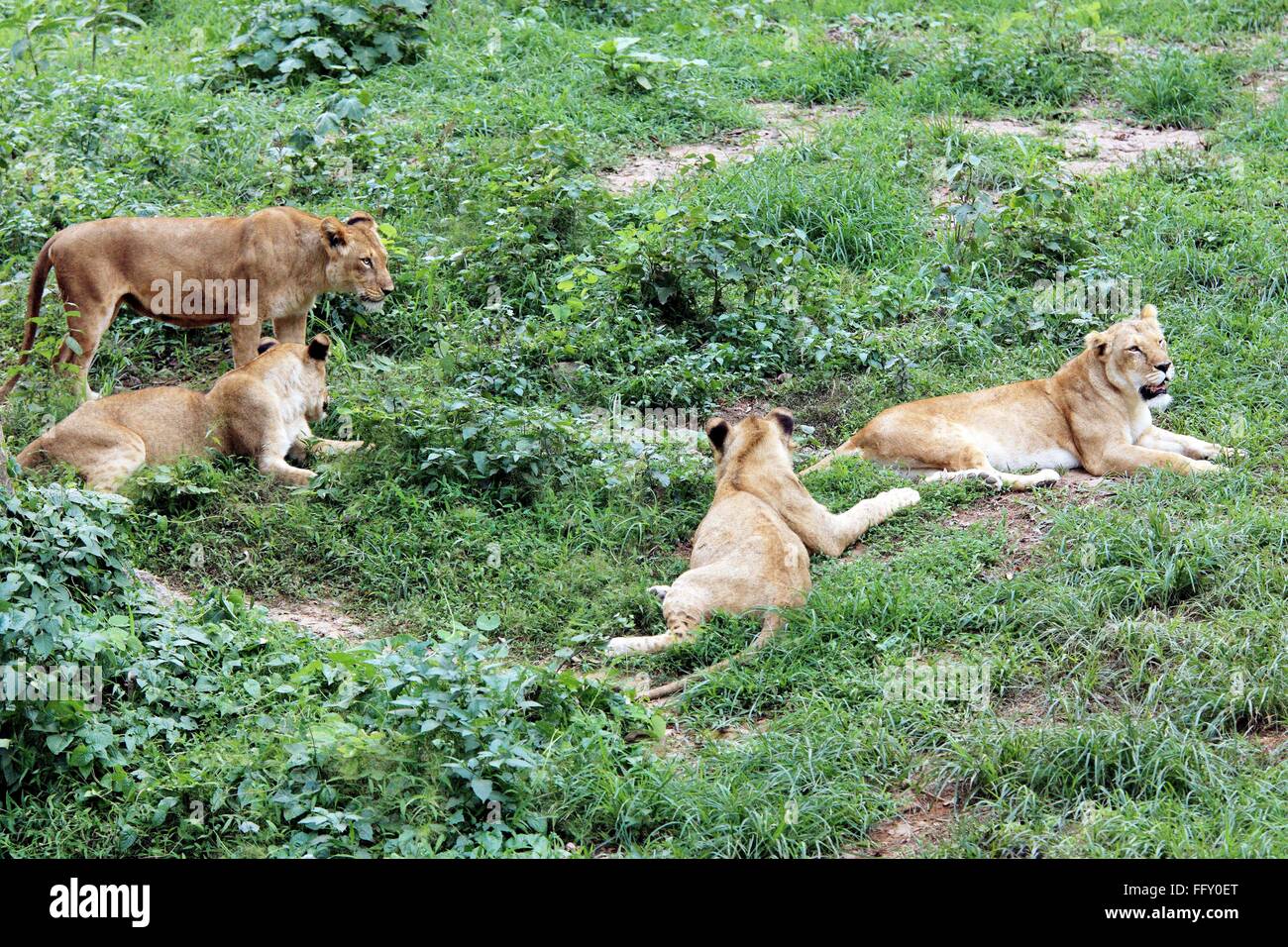 Lioness Panthera Leo resting in Guwahati zoo , Assam , India Stock Photo