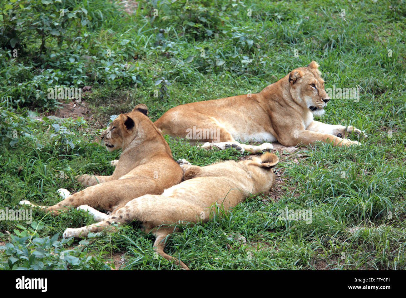 Lioness Panthera Leo with cubs resting in Guwahati zoo , Assam , India Stock Photo