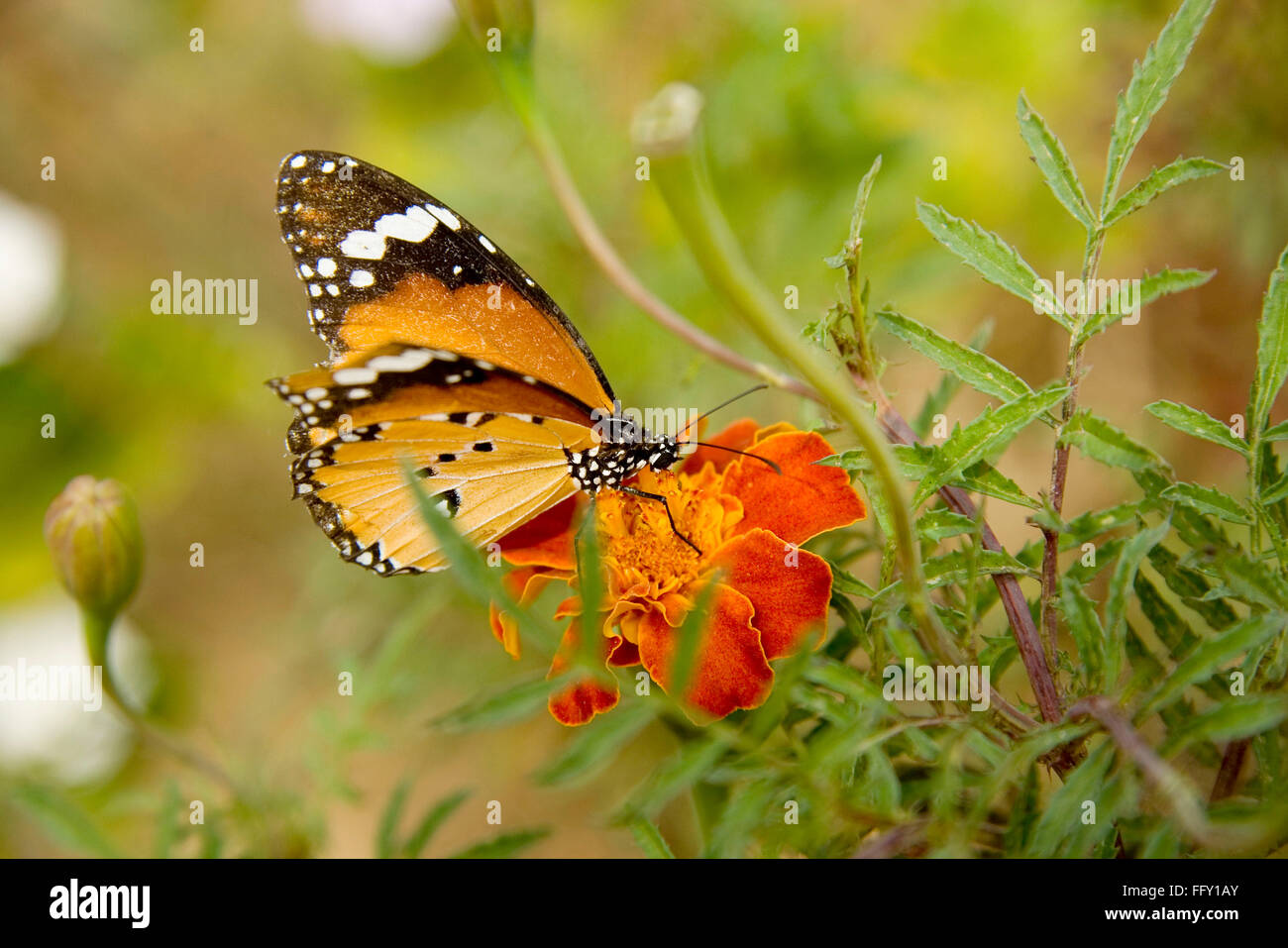 Plain Tiger, Danaus chrysippus, African queen, African monarch butterfly sucking nectar from flower Stock Photo