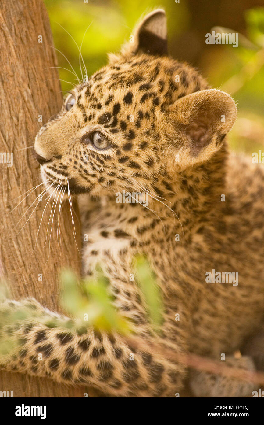 Big cat baby or young Leopard cub Panthera pardus holding tree