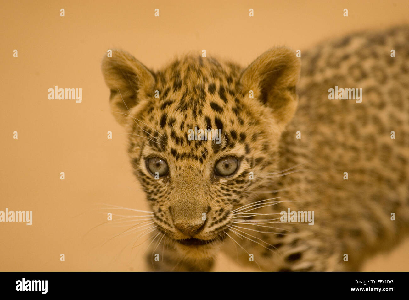 Big cat baby or young Leopard cub Panthera pardus , Ranthambore