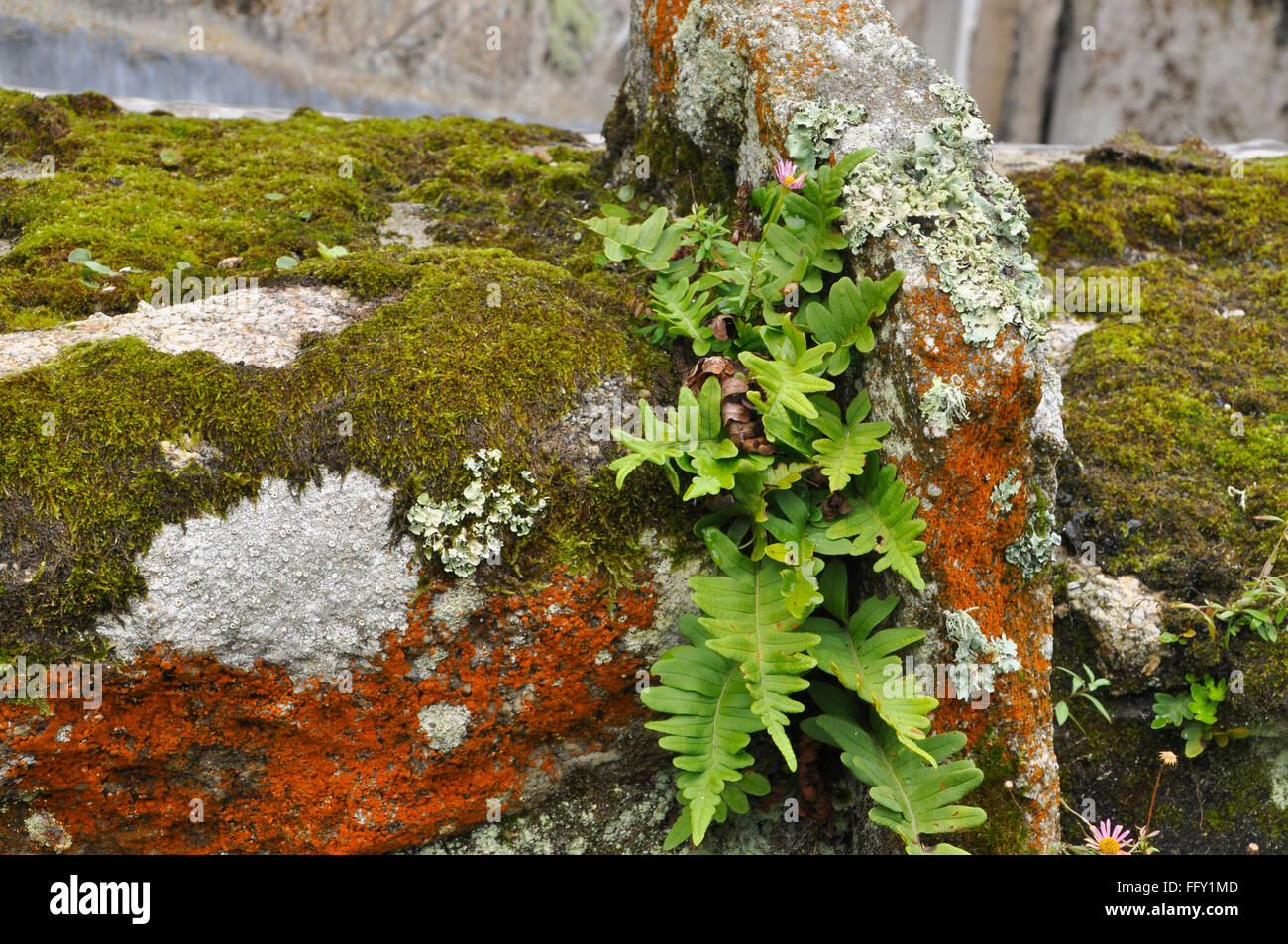 Fern and lichen on old wall in High Town on St Martins isles of Scilly, UK Stock Photo