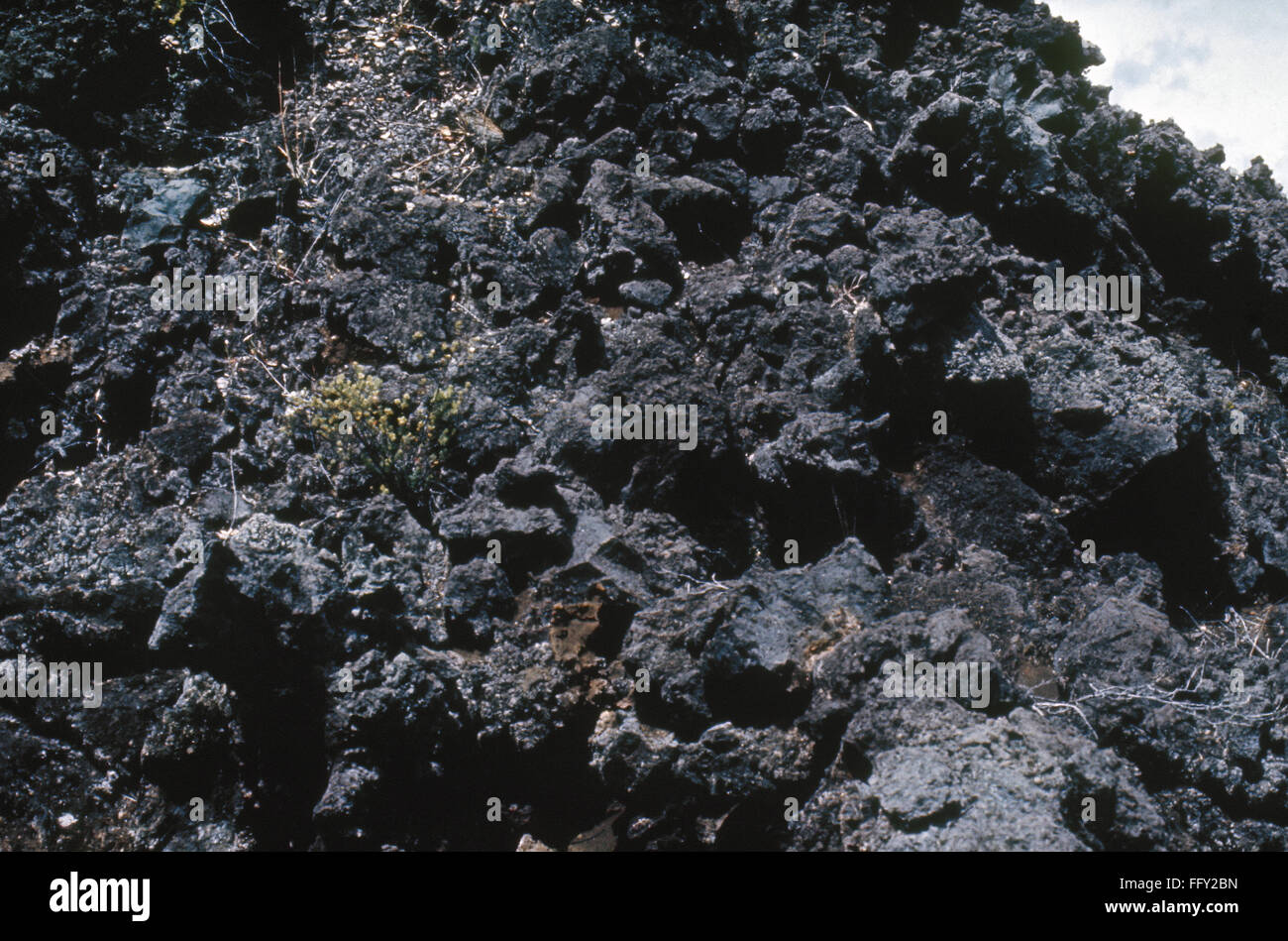 LAVA BED PLANT GROWTH. /nSmall plants beginning to grow on a lava bed